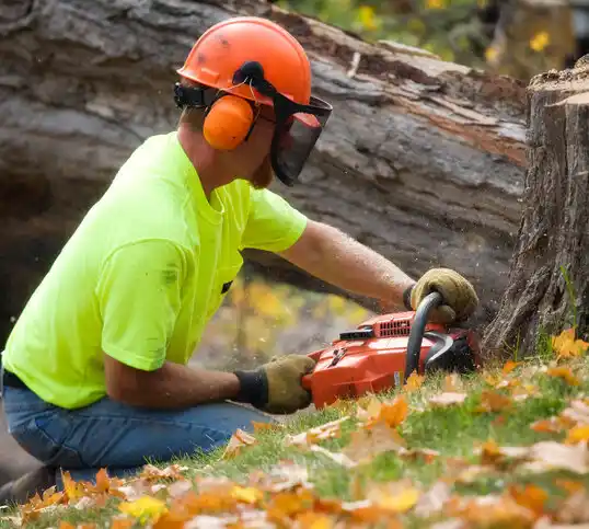 tree services Cortland